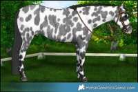 Horse Color:Blue Roan Appaloosa 