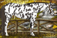 Horse Color:Smoky Black Leopard 