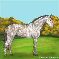 Horse Color:Liver Red Dun Appaloosa  and Red Dun Appaloosa 