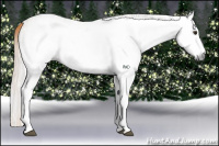 Horse Color:Gray White Spotted Red Dun Rabicano  and Gray White Spotted Red Dun Rabicano 