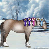 Horse Color:Gray Black Pearl Appaloosa 