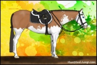 Horse Color:Bay Sabino Splash 