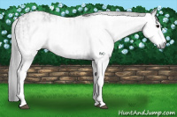 Horse Color:Gray White Spotted Black  and Gray White Spotted Black 