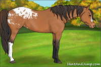 Horse Color:Bay Appaloosa 