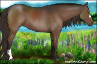 Horse Color:Liver Chestnut 