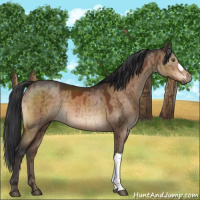 Horse Color:Brown Dun Brindle 