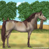 Horse Color:Chocolate Brown Dun 