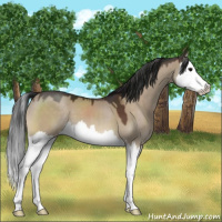 Horse Color:Bay Dun Splash 