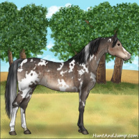 Horse Color:White Spotted Brown Dun Brindle 