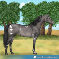 Horse Color:Platinum White Spotted Brown Dun Sabino Rabicano 
