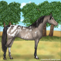 Horse Color:Brown Dun Appaloosa 