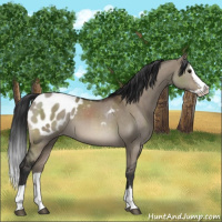 Horse Color:Brown Dun Sabino Splash Appaloosa 