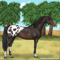 Horse Color:Brown Sabino Appaloosa 