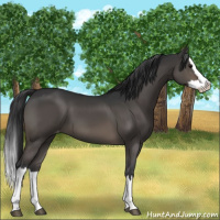 Horse Color:Brown Dun Sabino Splash Appaloosa 