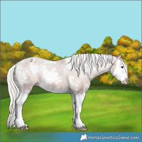 Horse Color:White Spotted Silver Bay Splash Varnish