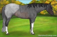 Horse Color:Brown Roan Rabicano 