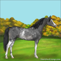 Horse Color:White Spotted Black Rabicano 