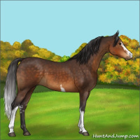 Horse Color:White Spotted Buckskin 