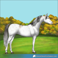 Horse Color:White Spotted Bay Dun Sabino Rabicano 
