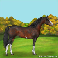 Horse Color:White Spotted Brown Rabicano 