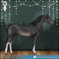 Horse Color:White Spotted Black