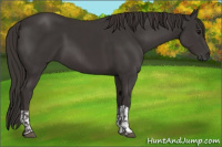 Horse Color:Smoky Black  and Smoky Black 