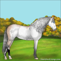 Horse Color:Gray Buckskin Frame 