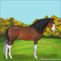 Horse Color:Bay Roan Splash