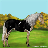 Horse Color:White Spotted Silver Smoky Black Appaloosa 