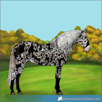 Horse Color:Midnight Bay Splash Appaloosa 