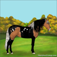 Horse Color:Silver Bay Tobiano 