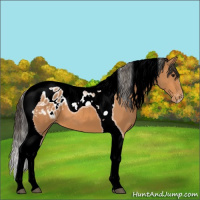 Horse Color:Bay Tobiano Blanket 