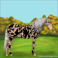 Horse Color:Void Silver Amber Champagne Appaloosa 