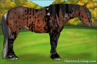 Horse Color:Smoky Black Sabino Splash Tobiano Appaloosa  and Bay Sabino 