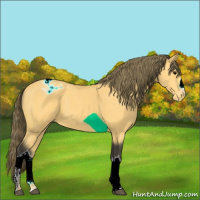 Horse Color:Buckskin Appaloosa 