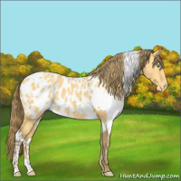 Horse Color:White Spotted Amber Cream Champagne Appaloosa 