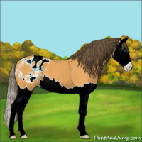 Horse Color:Buckskin Splash Appaloosa 