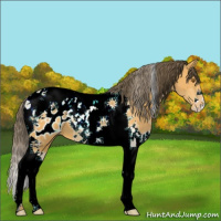 Horse Color:Buckskin Tobiano Blanket 
