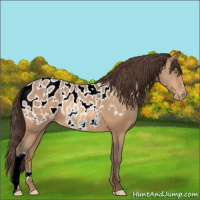 Horse Color:Amber Champagne Appaloosa 