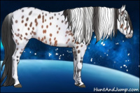 Horse Color:Brown Appaloosa