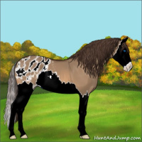 Horse Color:Bay Dun Sabino Splash Appaloosa 