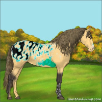 Horse Color:Buckskin Appaloosa 