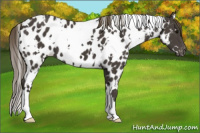 Horse Color:White Spotted Smoky Black Appaloosa 