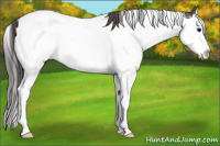 Horse Color:White Spotted Grullo Splash Near Fewspot Rabicano 