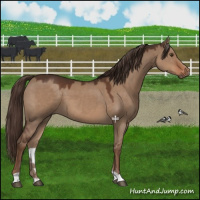 Horse Color:Liver Red Dun 
