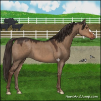 Horse Color:Liver Red Dun 