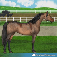 Horse Color:Bay Dun