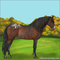 Horse Color:Smoky Black Sabino Blanket Rabicano  and Brown Varnish Rabicano 