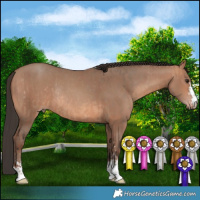 Horse Color:Bay Dun Rabicano  and Sable Champagne Rabicano 