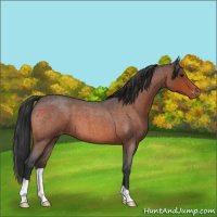 Horse Color:Bay Roan Varnish 